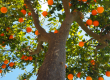 Mantener un arbol saludable