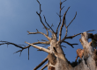 Poda árbol muerto o enfermo